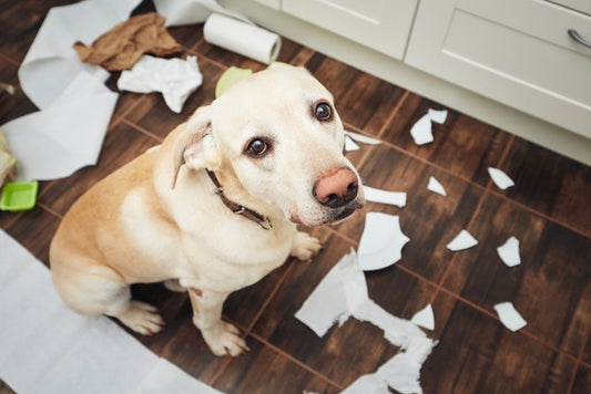Pet Anxiety And How You Can Help Your Pet