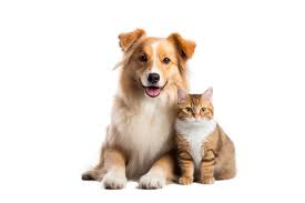Pet of the Month