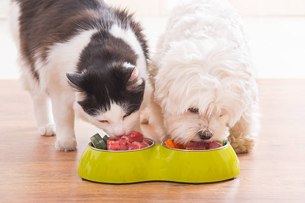 Proper Nutrition For A Healthy Pet