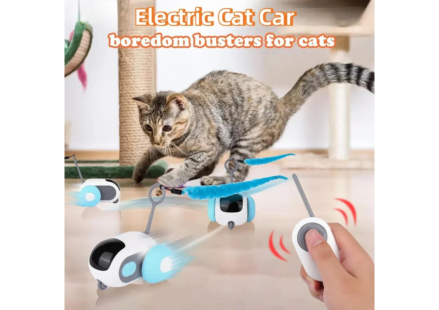 Cat Chase Car