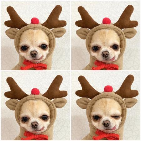 Cozy Love Sweater: Adorable Autumn And Winter Clothing For Small And Medium Dogs-8